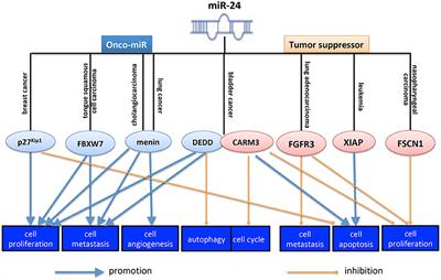 MicroRNA-24 in Cancer: A Double Side Medal With Opposite Properties